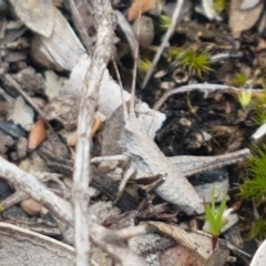 Lanciana montana (Montane Ground Shield-back) at Bruce Ridge - 9 Oct 2020 by trevorpreston