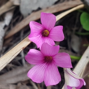 Oxalis articulata at O'Connor, ACT - 9 Oct 2020