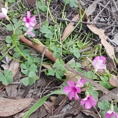 Oxalis articulata at O'Connor, ACT - 9 Oct 2020