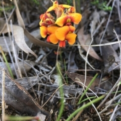 Dillwynia sp. at Lower Boro, NSW - 8 Oct 2020 by mcleana