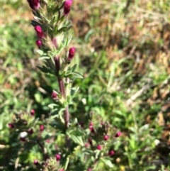 Parentucellia latifolia (Red Bartsia) at Lower Boro, NSW - 8 Oct 2020 by mcleana