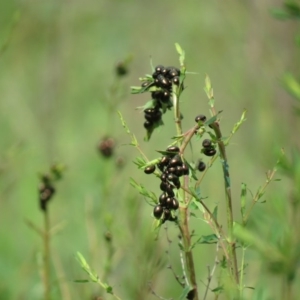 Chrysolina quadrigemina at Jerrabomberra, ACT - 9 Oct 2020