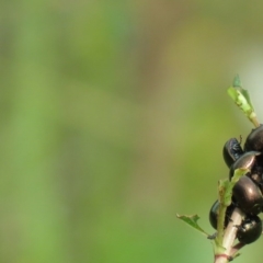 Chrysolina quadrigemina at Jerrabomberra, ACT - 9 Oct 2020