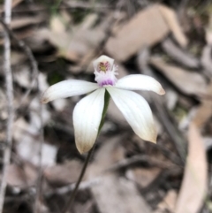 Caladenia ustulata (Brown Caps) at Point 5804 - 9 Oct 2020 by Rebeccaryanactgov