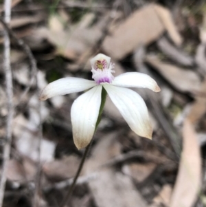 Caladenia ustulata at Point 5804 - suppressed