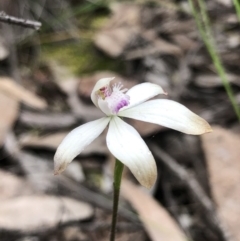 Caladenia ustulata at Point 5804 - suppressed