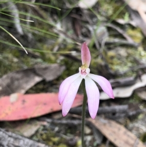 Caladenia fuscata at Bruce, ACT - 9 Oct 2020