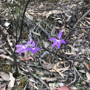 Glossodia major at Bruce, ACT - 9 Oct 2020