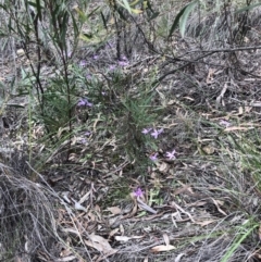 Glossodia major at Bruce, ACT - 9 Oct 2020