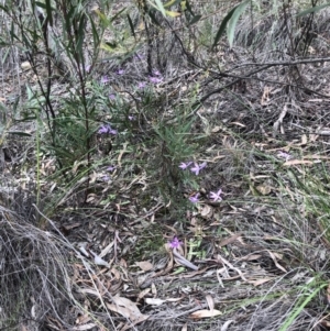 Glossodia major at Bruce, ACT - 9 Oct 2020