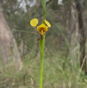 Diuris sulphurea at Downer, ACT - 8 Oct 2020