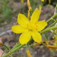 Bulbine glauca at Kambah, ACT - 9 Oct 2020