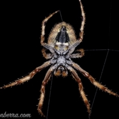 Hortophora sp. (genus) (Garden orb weaver) at Downer, ACT - 3 Oct 2020 by BIrdsinCanberra