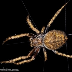 Hortophora sp. (genus) at Downer, ACT - 3 Oct 2020