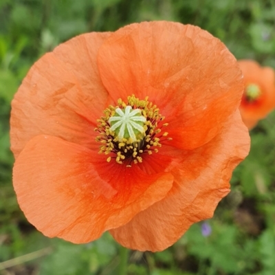 Papaver dubium (Longhead Poppy) at Tuggeranong Hill - 9 Oct 2020 by ChrisHolder