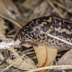 Limax maximus (Leopard Slug, Great Grey Slug) at Downer, ACT - 3 Oct 2020 by JonSteinbeck