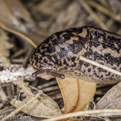 Limax maximus (Leopard Slug, Great Grey Slug) at Downer, ACT - 3 Oct 2020 by JonSteinbeck