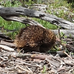 Tachyglossus aculeatus (Short-beaked Echidna) at Tuggeranong DC, ACT - 9 Oct 2020 by ChrisHolder