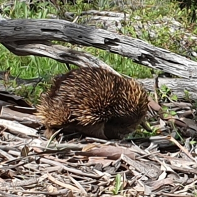 Tachyglossus aculeatus (Short-beaked Echidna) at Urambi Hills - 9 Oct 2020 by ChrisHolder