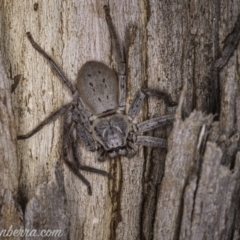 Isopeda sp. (genus) at Watson, ACT - 3 Oct 2020