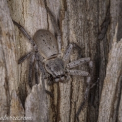 Isopeda sp. (genus) at Watson, ACT - 3 Oct 2020 08:26 PM