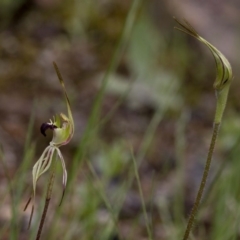 Caladenia parva (Brown-clubbed Spider Orchid) at Coree, ACT - 9 Oct 2020 by JudithRoach