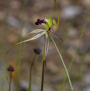 Caladenia parva at Coree, ACT - 9 Oct 2020