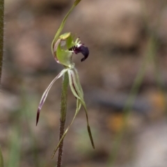 Caladenia parva at Coree, ACT - 9 Oct 2020