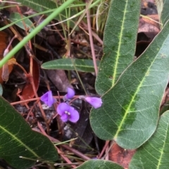 Hardenbergia violacea at Bruce, ACT - 7 Oct 2020 01:12 PM