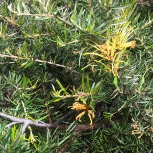 Grevillea sp. at Bruce, ACT - 7 Oct 2020