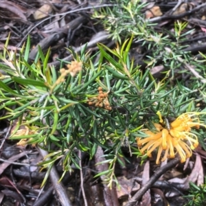 Grevillea sp. at Bruce, ACT - 7 Oct 2020