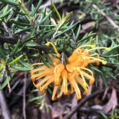 Grevillea sp. at Bruce, ACT - 7 Oct 2020 01:14 PM