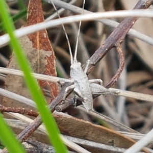 Lanciana montana at Cook, ACT - 9 Oct 2020 03:00 PM