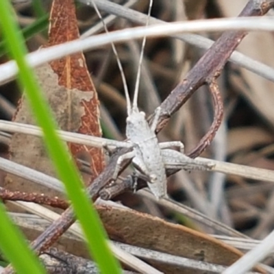 Lanciana montana (Montane Ground Shield-back) at Cook, ACT - 9 Oct 2020 by tpreston