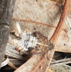 Platybrachys sp. (genus) (A gum hopper) at Cook, ACT - 9 Oct 2020 by trevorpreston