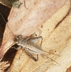 Eurepa marginipennis (Mottled bush cricket) at Cook, ACT - 9 Oct 2020 by tpreston