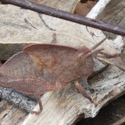 Goniaea australasiae (Gumleaf grasshopper) at Mount Painter - 9 Oct 2020 by tpreston