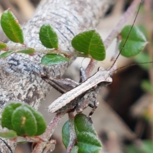 Nanodectes harpax at Holt, ACT - 9 Oct 2020