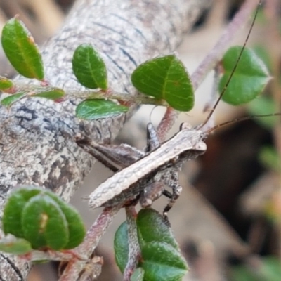 Nanodectes harpax (Small shield-back katydid) at Mount Painter - 9 Oct 2020 by tpreston