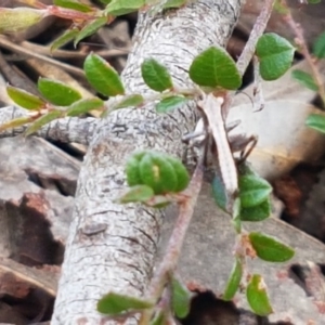 Nanodectes harpax at Holt, ACT - 9 Oct 2020