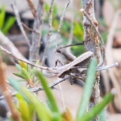 Nanodectes harpax at Holt, ACT - 9 Oct 2020