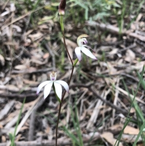 Caladenia moschata at Bruce, ACT - suppressed