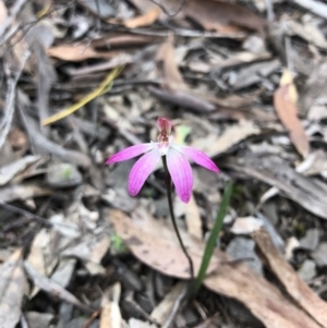 Caladenia fuscata at O'Connor, ACT - suppressed