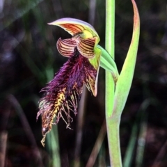 Calochilus platychilus (Purple Beard Orchid) at Downer, ACT - 7 Oct 2020 by Rebeccaryanactgov