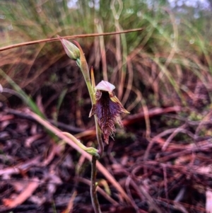 Calochilus platychilus at Downer, ACT - suppressed