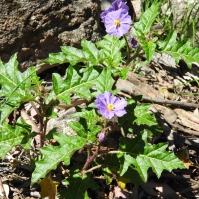 Solanum cinereum (Narrawa Burr) at Farrer Ridge - 3 Oct 2020 by MatthewFrawley