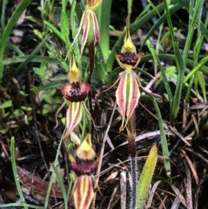 Caladenia actensis at suppressed - suppressed