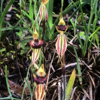 Caladenia actensis (Canberra Spider Orchid) by Rebeccaryanactgov