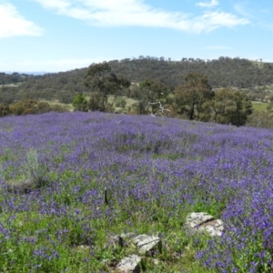 Echium plantagineum at Farrer, ACT - 4 Oct 2020