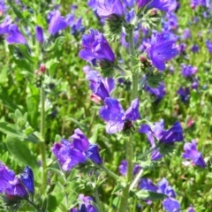 Echium plantagineum at Farrer, ACT - 4 Oct 2020